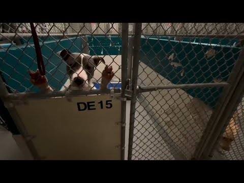 Wake County Animal Center offers discount on dogs, cats adoptions – YouTube