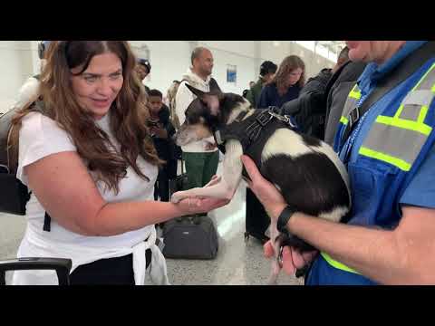 Therapy dog helps ease the stress of travel at Detroit Metro Airport – YouTube