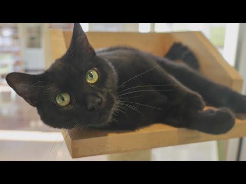 PAWS Chicago Pet of the Week: Eloise – YouTube