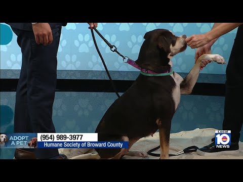 Adopt A Pet: Meet the very cute Elizabeth – YouTube