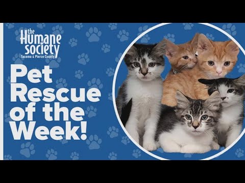 Pet Rescue of the Week: Hayden, Huxley, Hedwig, Pasta and Orzo – YouTube