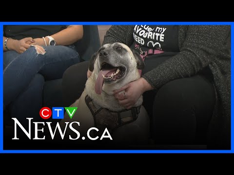 Check for pets this Halloween!: NASAP rescue – YouTube