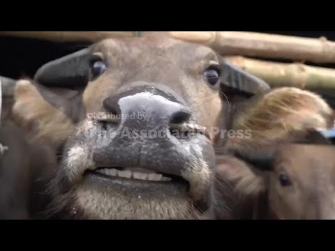 Thai buffaloes transform from beasts of labour into thoroughbreds in annual race event