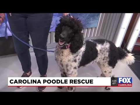 Four Legged Friends: Sister – YouTube