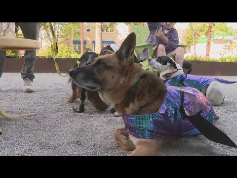Big Paws of the Ozarks hosts 6th annual Monster Mash Adoption Bash – YouTube