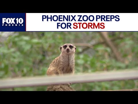 Phoenix zoo undergoes storm preps for animals | FOX 10 Phoenix – YouTube