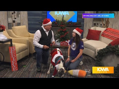 "She's super friendly!" Jolly Cali is available for adoption at the ARL | Paid Content