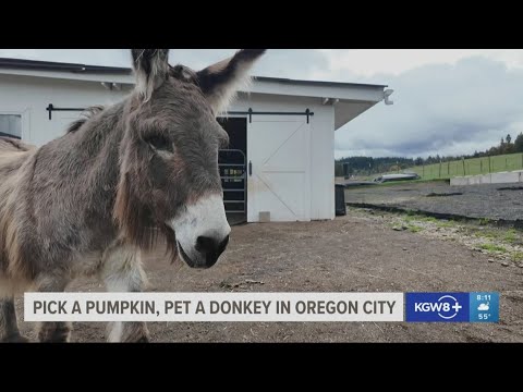 Pick a pumpkin, pet a donkey in Oregon City – YouTube