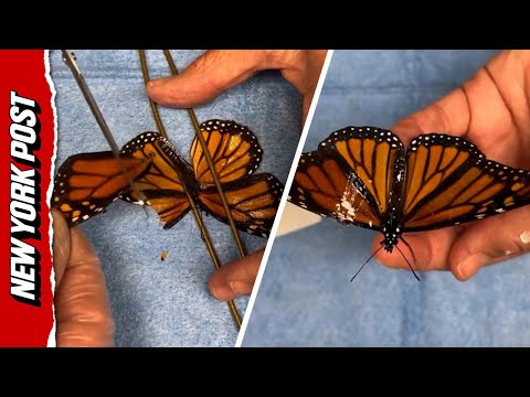 Watch a Monarch Butterfly's Amazing Wing Transplant Surgery – YouTube