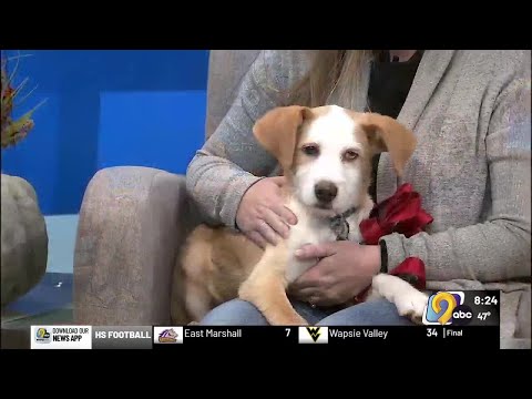 WATCH – Meet Ozzy from the Cedar Valley Humane Society – YouTube