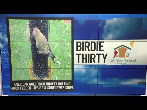"Molting transition continues for American Goldfinch" – EWN at 6:30am on 10-11-202… – YouTube