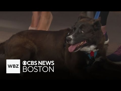 Cha Cha, dog who loves to swim," among adoptable Massachusetts pets – YouTube