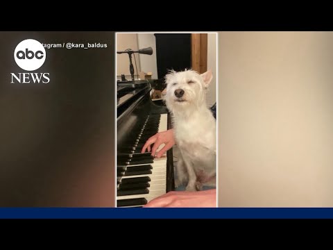 Dog goes viral for his love of mom's music – YouTube
