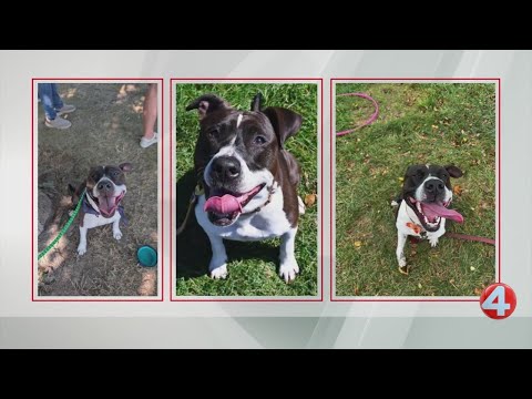 Wake Up Wags: 5-year-old Joy is looking for her forever home – YouTube