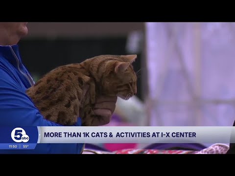 Cleveland hosts CFA International Cat Show & Expo at IX Center – YouTube