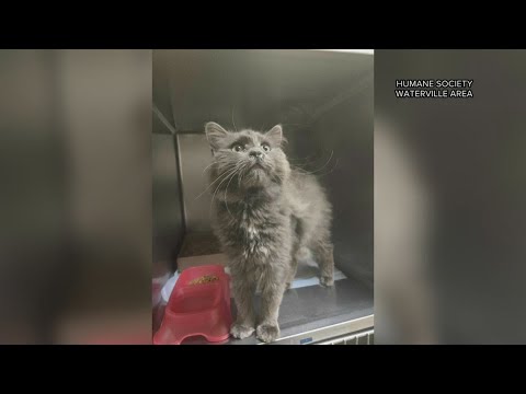 Waterville humane society in need of adopters and donations – YouTube
