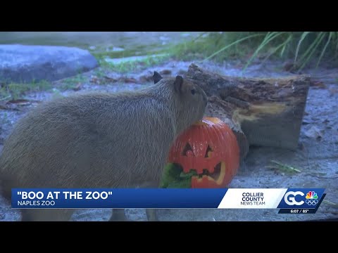 Boo at the Zoo brings Halloween fun to Naples Zoo – YouTube