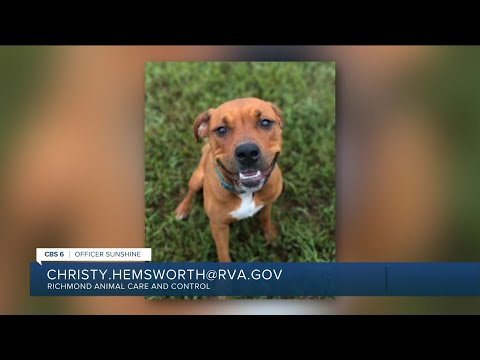 Paws for Pets: Officer Sunshine, a sweet, cuddly and playful pup who loves everyone!