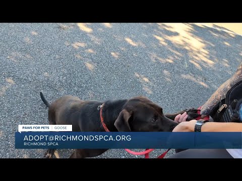 Paws for Pets: Goose, a smart pup full of personality who loves adventures – YouTube