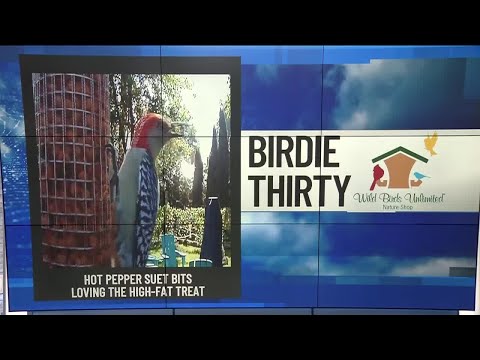 BIRDIE THIRTY: "Woodpeckers enjoying nutritious treats" – EWN at 9:30am on 10-11-2025