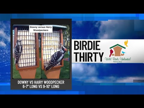 BIRDIE THIRTY: "Woodpeckers that look similar but are not" – EWN at 7:30am on 10-12 …