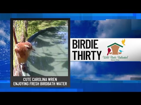 BIRDIE THIRTY: "Carolina Wren enjoying the birdbath" – EWN at 5:30am on 10-12-2025