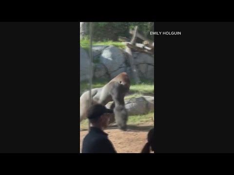 Gorilla breaks a layer of glass panel at the San Diego Zoo – YouTube