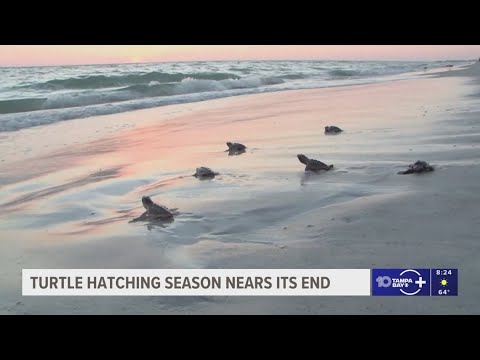 2025 turtle hatching season nears its end with improved numbers – YouTube