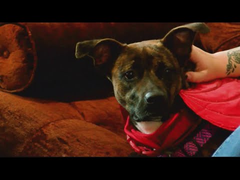 Serving up coffee, finding forever homes for dogs | 28/22 News – YouTube