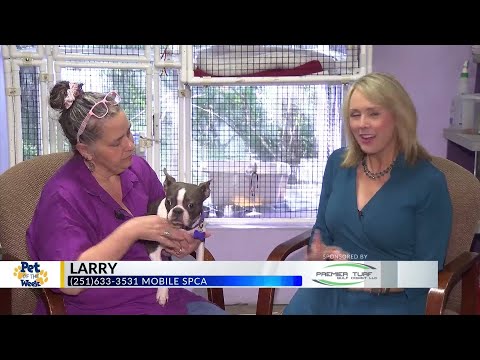 Pet of the Week: Larry, the Boston Terrier – YouTube