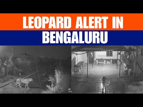 Leopard Fear Returns in Bengaluru | Big Cat Spotted Roaming Near Kengeri Layout
