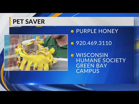 Pet Saver: Purple Honey – YouTube