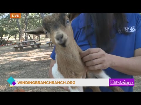 Winding Branch Ranch | Great Day SA – YouTube