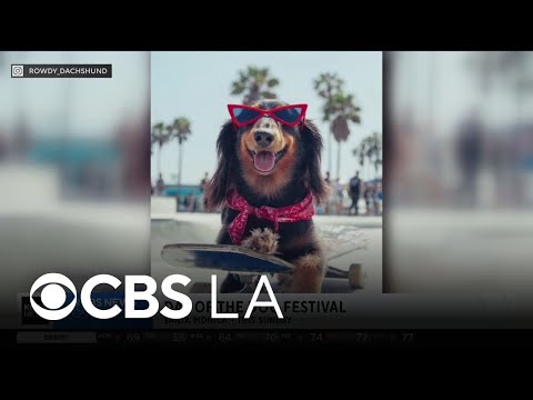 A preview of The Day of the Dog festival in Santa Monica – YouTube