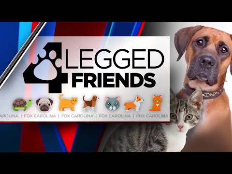 4 Legged Friends – YouTube