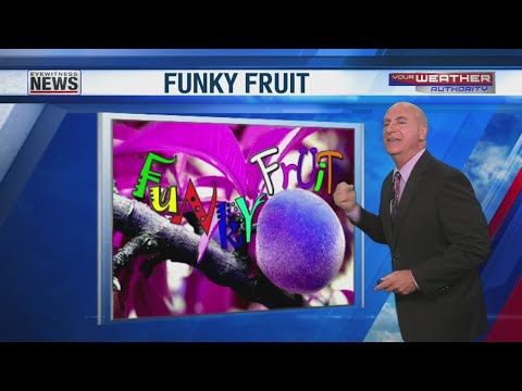 FuNkY FrUiT Tater Rabbit – YouTube