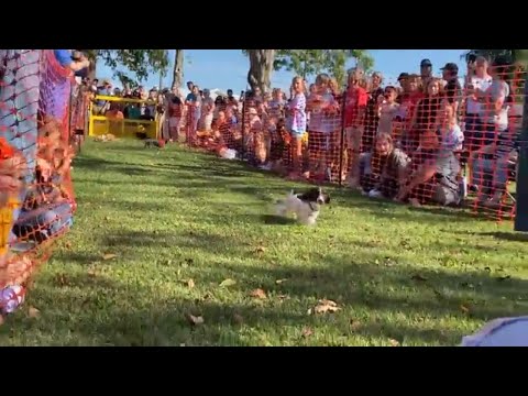 Weenie Dog Races at Carthage Maple Leaf Festival Week – YouTube