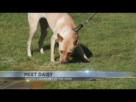 Tucson Subaru's Pet of the Week: Meet lively Daisy – YouTube