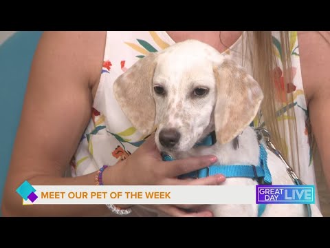 Pet of the week – YouTube