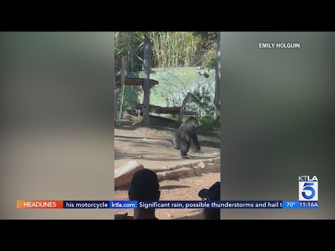San Diego Zoo gorilla charges at guests, breaks glass of enclosure – YouTube