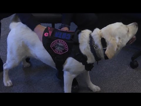 Meet Cota! The Newest Addition to Santa Barbara Police Department's Wellness Program