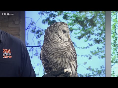 'An Evening of Wild Discovery' at the 2025 Beardsley Zoo Gala – YouTube