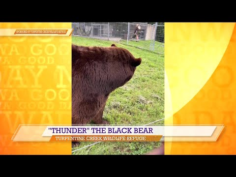 Support Thunder the Bear: Turpentine Creek's Rescue Mission – YouTube