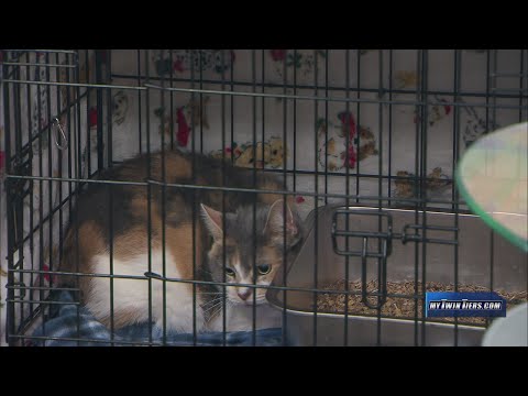 Pet of the Week: Blue, Animal Care Sanctuary – YouTube