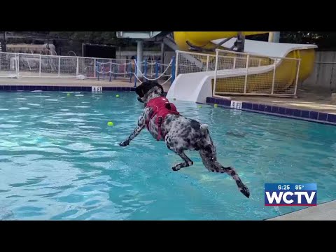 Something Good: Puppies in the Pool event wraps up dog days of summer in Tallahassee