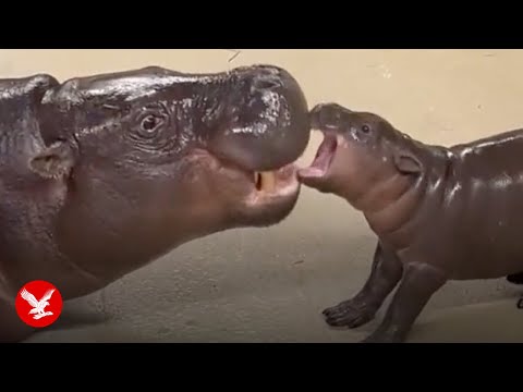 Feisty baby pygmy hippo chases bubbles in viral clip – YouTube