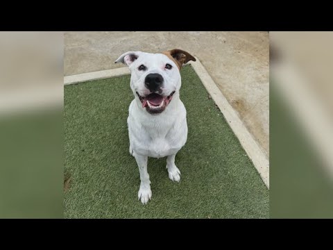 Mett Piper, Pet of the week for the San Antonio Humane Society – YouTube