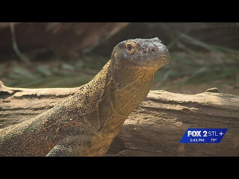 Charlie, the Komodo dragon, ready for debut at STL Zoo – YouTube