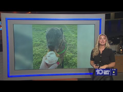 Give Treble from Pinellas County a fur-ever home! – YouTube