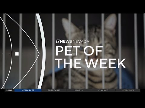 Pet of the Week: Two adorable kittens – YouTube
